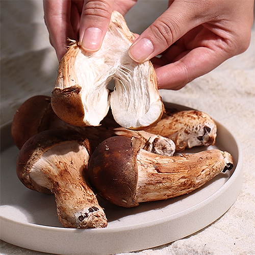 [나주] 참송이 버섯 (1kg) 솔향가득 쫄깃한 육질의 참송이버섯 가정용 정품 선물세트